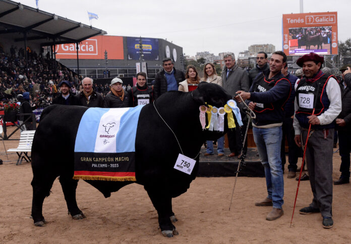 EXPO RURAL 2023: DESDE CORDOBA LLEGO EL GRAN CAMPEON MACHO DE BRANGUS
