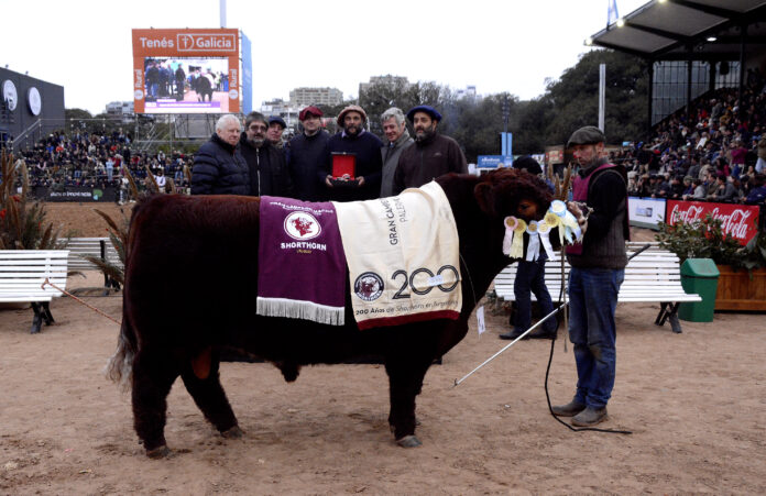 EXPO RURAL 2023: AL CUMPLIRSE 200 AÑOS EN EL PAIS SE ELIGIERON LOS GRANDES CAMPEONES SHORTHON