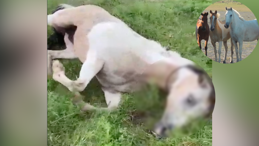 FONDOS-HORIZONTALES-2-4