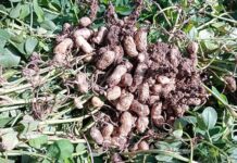 LOS BENEFICIOS DEL USO DE BIOLOGICOS EN MANI