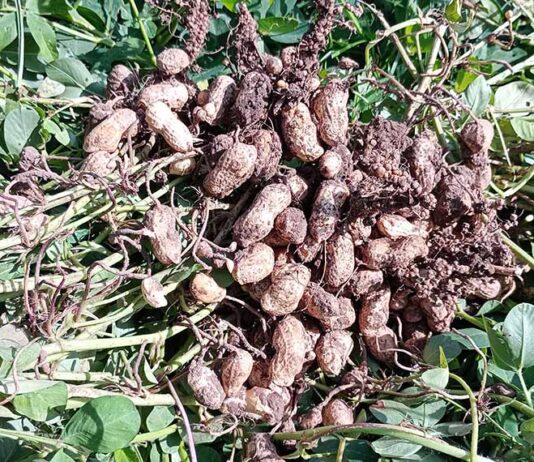 LOS BENEFICIOS DEL USO DE BIOLOGICOS EN MANI