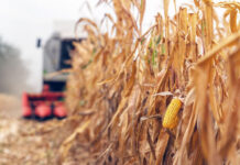 SE COMPLICAN LOS NUMEROS DE LA COSECHA