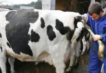 EL INTA PREPARA UNA CAPACITACIÓN SOBRE INSEMINACIÓN