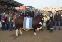 EXPO RURAL 2024: COMENZARON A ELEGIR A LOS GRANDES CAMPEONES